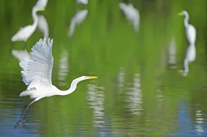 Great Egret on flight, Sanibel Island, JN Ding Darling National Wildlife Refuge, Florida Great Egret on flight, Sanibel Island, JN Ding Darling National Wildlife Refuge, Florida