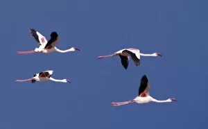 Lake Turkana National Parks Collection: Greater flamingos in flight over Lake Turkana
