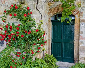 Green Door & Roses, Monticchiello, Tuscany, Italy Green Door & Roses, Monticchiello, Tuscany, Italy