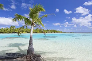 Green Lagoon, Fakarava, Tuamotu Islands, French Polynesia Green Lagoon, Fakarava, Tuamotu Islands, French Polynesia