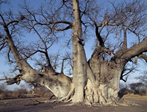 The Grootboom baobab tree in Bushman country near Tsumkwe The Grootboom baobab tree in Bushman country near Tsumkwe