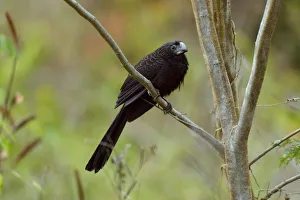 Groove Billed Ani bird, Burrel Boom Village, Belize City, Central America Groove Billed Ani bird, Burrel Boom Village, Belize City, Central America