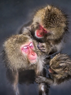 Group of Japanese macaque at the Jigokudani Snow Monkey Park, Yamanouchi Group of Japanese macaque at the Jigokudani Snow Monkey Park, Yamanouchi