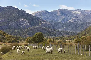 A group of Merino's sheeps in a field of the Nahuel Huapi National Park, near Villa Traful, Neuquen, Patagonia A group of Merino's sheeps in a field of the Nahuel Huapi National Park, near Villa Traful, Neuquen, Patagonia