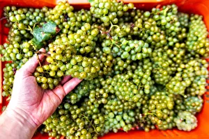Harvest in Franciacorta, Brescia province, Lombardy district, Italy, Europe Harvest in Franciacorta, Brescia province, Lombardy district, Italy, Europe