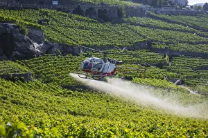 Helicopter spraying vines, Vineyards above Vevey, Lake Geneva, Vaud, Switzerland Helicopter spraying vines, Vineyards above Vevey, Lake Geneva, Vaud, Switzerland