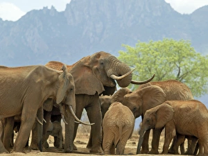 A herd of elephants drinking at a waterhole in Tsavo West National Park, Kenya A herd of elephants drinking at a waterhole in Tsavo West National Park, Kenya