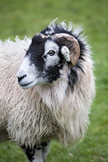 Cumbria England Landscapes Prints: Herdwick Sheep
