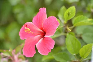 Hibiscus Flower, Belize City, Belize, Central America Hibiscus Flower, Belize City, Belize, Central America
