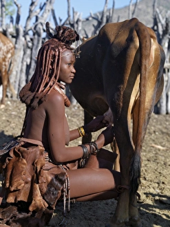 A Himba woman milks a cow in the stock enclosure close to her home A Himba woman milks a cow in the stock enclosure close to her home