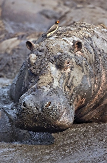 Prints of Tanzania, Katavi National Park. A hippo basks in a mud wallow as the Katuma River dries at the end of the long dry season in the Katavi National Park Images Dated 2008 September: A Hippo in a Mud Wallow Print, Katavi National Park