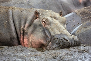 A hippo basks in a mud wallow as the Katuma River A hippo basks in a mud wallow as the Katuma River