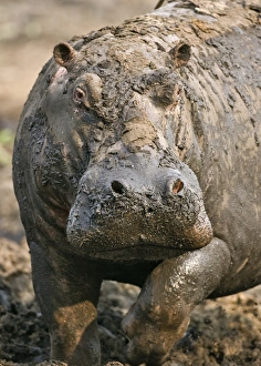 A hippo prepares to charge out of its mud wallow in the Katuma River A hippo prepares to charge out of its mud wallow in the Katuma River