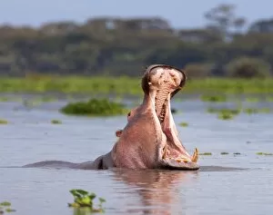 Lake Naivasha Collection: Hippos (Hippopotamus amphibius), Lake Naivasha, Nakuru County, Kenya