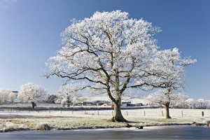 Hoar frosted tree on the banks of a frozen lake, Morchard Road, Devon, England. Winter Hoar frosted tree on the banks of a frozen lake, Morchard Road, Devon, England. Winter