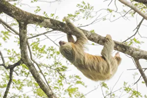 Hoffmann's two-toed sloth (Choloepus hoffmanni), Manuel Antonio National Park Hoffmann's two-toed sloth (Choloepus hoffmanni), Manuel Antonio National Park