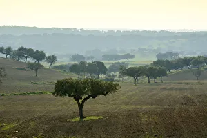 Holm oaks. Monforte, Alentejo. Portugal Holm oaks. Monforte, Alentejo. Portugal