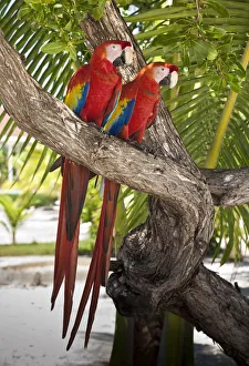 Honduras, Bay Islands, Utila, Bando Beach Honduras, Bay Islands, Utila, Bando Beach