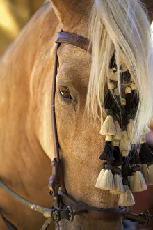 Horse, Annual Horse Fair, Jerez de la Frontera, Cadiz Province, Andalucia, Spain Horse, Annual Horse Fair, Jerez de la Frontera, Cadiz Province, Andalucia, Spain