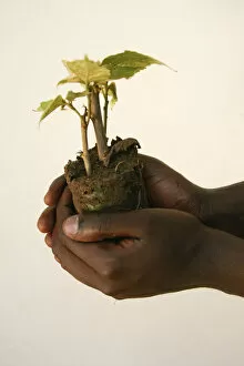 Kigali Collection: A horticulturalist holds a young tree at a nursery