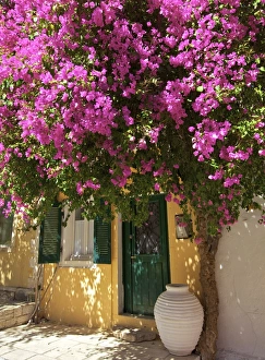 House Covered In Bougainvillea, Paxos, The Ionian Islands, Greek Islands, Greece, Europe House Covered In Bougainvillea, Paxos, The Ionian Islands, Greek Islands, Greece, Europe