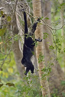 Howler Monkey, near Belize City, Central America Howler Monkey, near Belize City, Central America