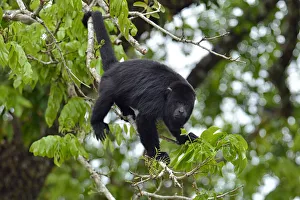 Howler Monkey in village of Burrel Boom, near Belize City, Belize, Central America Howler Monkey in village of Burrel Boom, near Belize City, Belize, Central America