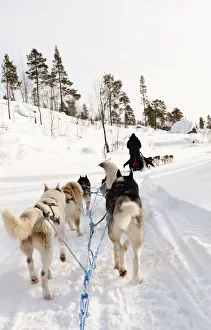 Prints of Husky sledding, Lapland, Finland Finland Prints: Husky Sledding Print, Lapland Finland