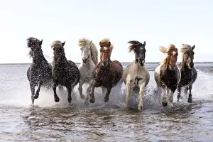 Prints of Icelandic horses running across a lake, South Iceland Iceland Prints: Icelandic Horses Print