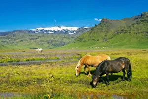 Icelandic horses with snowcapped Eyjafjallajokull volcano in background, Skogar, Rangarping eystra, Southern Region Icelandic horses with snowcapped Eyjafjallajokull volcano in background, Skogar, Rangarping eystra, Southern Region