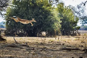 African Antelope Prints: Impala leaping over fallen branches, South Luangwa National Park, Zambia