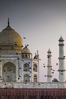 India, birds flock in front the Taj Mahal dome at sunset India, birds flock in front the Taj Mahal dome at sunset