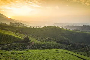 India, Kerala, Munnar, View over tea estates at sunrise India, Kerala, Munnar, View over tea estates at sunrise