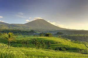 Indonesia, Bali, Central Mountains, Jatiluwih Rice Fields (UNESCO Site) with Mt Indonesia, Bali, Central Mountains, Jatiluwih Rice Fields (UNESCO Site) with Mt