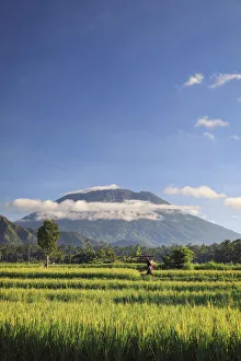 Indonesia, Bali, Rice Terraces and Gunung Agung Volcano Indonesia, Bali, Rice Terraces and Gunung Agung Volcano