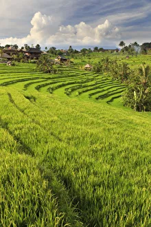 Indonesia, Bali, Sidemen Valley, Rice Fields Indonesia, Bali, Sidemen Valley, Rice Fields