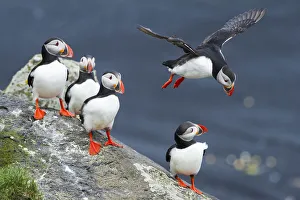 Ingolfshofdi, southern Iceland. Atlantic puffins Ingolfshofdi, southern Iceland. Atlantic puffins