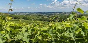italy, Piedmont, the monferrato hills seen through the vines italy, Piedmont, the monferrato hills seen through the vines