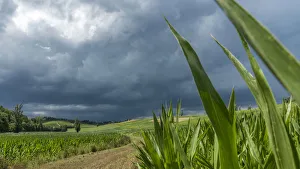 Italy, Piedmont, a thunderstorm over the cornfield Italy, Piedmont, a thunderstorm over the cornfield