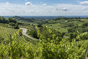 Italy, Piedmont, view through the vineyards towards Castelnuovo Don Bosco Italy, Piedmont, view through the vineyards towards Castelnuovo Don Bosco