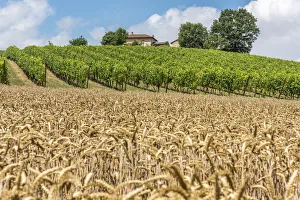 Italy, Piedmont, vineyards and cornfields near to Cella Monte Italy, Piedmont, vineyards and cornfields near to Cella Monte