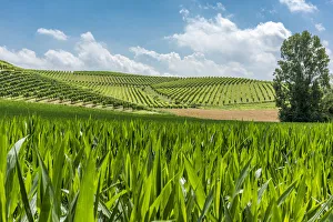 Italy, Piedmont, vineyards and mais fields near to Cella Monte Italy, Piedmont, vineyards and mais fields near to Cella Monte
