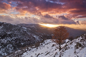 Italy, Sardinia, A spectacular sunset illuminates a lonely tree in the mountain range Italy, Sardinia, A spectacular sunset illuminates a lonely tree in the mountain range