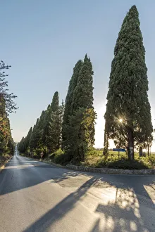 Italy, Tuscany, the Alley of Cypresses near to Bolgheri Italy, Tuscany, the Alley of Cypresses near to Bolgheri