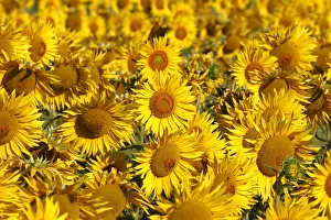 Italy, Tuscany; Field of blooming sunflowers Italy, Tuscany; Field of blooming sunflowers