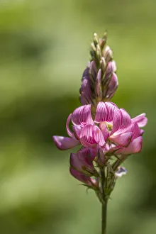 Italy, Tuscany, an orchid in Lunigiana Italy, Tuscany, an orchid in Lunigiana
