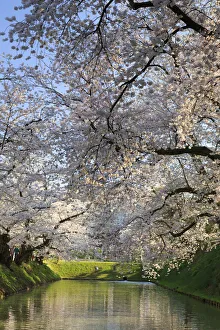 Japan, Aomori Prefecture, Hirosaki, Cherry trees Japan, Aomori Prefecture, Hirosaki, Cherry trees