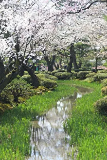 Japan, Ishikawa Prefecture, Kanazawa, Kenroku-en gardens during Cherry Blossom Festival Japan, Ishikawa Prefecture, Kanazawa, Kenroku-en gardens during Cherry Blossom Festival