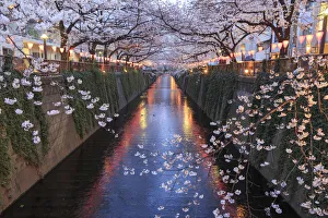 Japan, Tokyo, Cherry Trees in full bloom along Meguro River Japan, Tokyo, Cherry Trees in full bloom along Meguro River