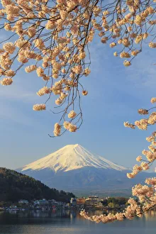 Japan, Yamanashi Prefecture, Kawaguchi-ko Lake, Mt Fuji and Cherry Blossoms Japan, Yamanashi Prefecture, Kawaguchi-ko Lake, Mt Fuji and Cherry Blossoms